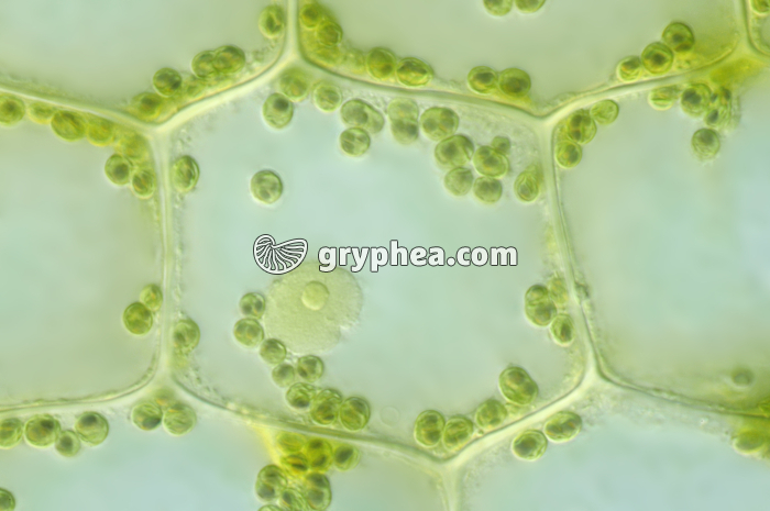 Cellule chlorophyllienne d'Elodée x200 - gryphea.org